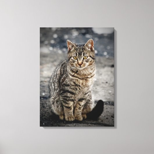 Portret van een kat canvas afdruk (Voorkant)