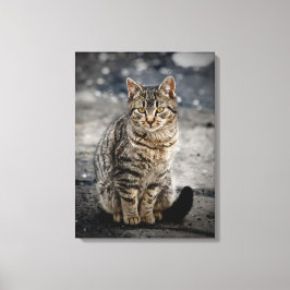 Portret van een kat canvas afdruk