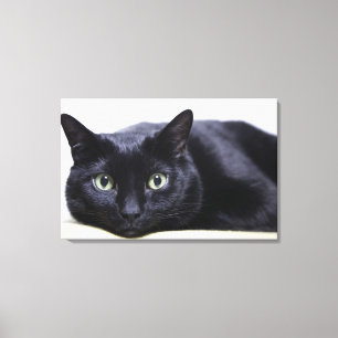Portret van een kat canvas afdruk