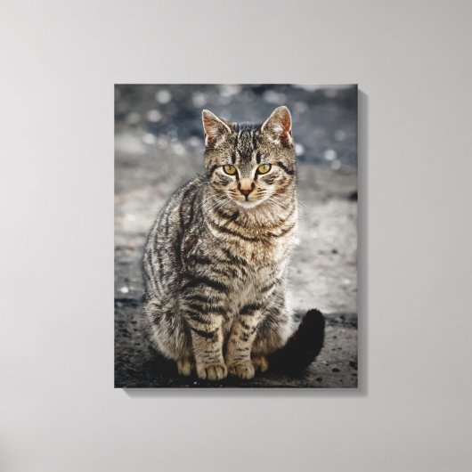 Portret van een kat canvas afdruk (Voorkant)