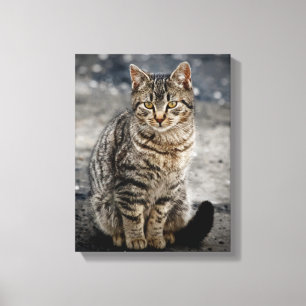 Portret van een kat canvas afdruk