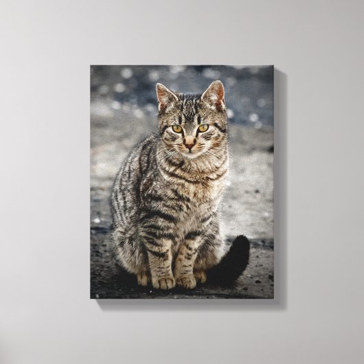 Portret van een kat canvas afdruk (Voorkant)