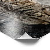 Portret van een kat foto afdruk (Hoek)