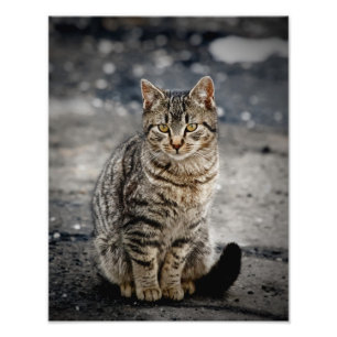 Portret van een kat foto afdruk
