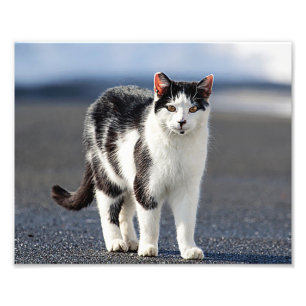Portret van een kat foto afdruk