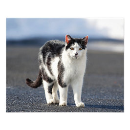 Portret van een kat foto afdruk