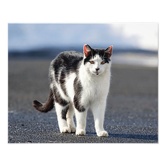 Portret van een kat foto afdruk (Voorkant)