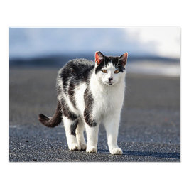 Portret van een kat foto afdruk