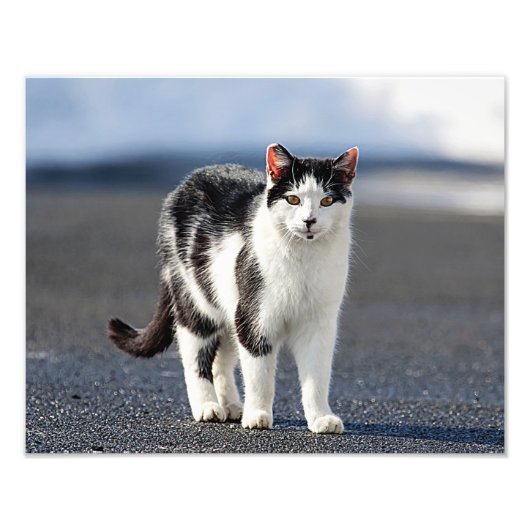 Portret van een kat foto afdruk (Voorkant)