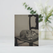 Portret van een kat  fotografie Briefkaart (Staand voorkant)
