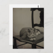 Portret van een kat  fotografie Briefkaart (Voorkant / Achterkant)