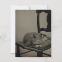 Portret van een kat fotografie Briefkaart