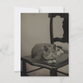 Portret van een kat  fotografie Briefkaart