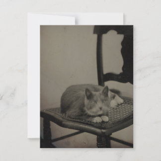 Portret van een kat  fotografie Briefkaart