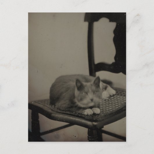 Portret van een kat  fotografie Briefkaart (Voorkant)