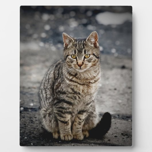 Portret van een kat fotoplaat (Voorkant)