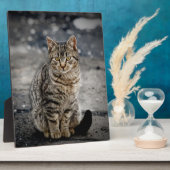 Portret van een kat fotoplaat (Zijkant)
