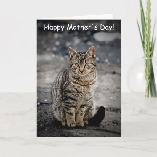 Portret van een kat kaart (Voorkant)