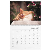 Portret van een kat kalender - HAMbyWG (Jan 2027)