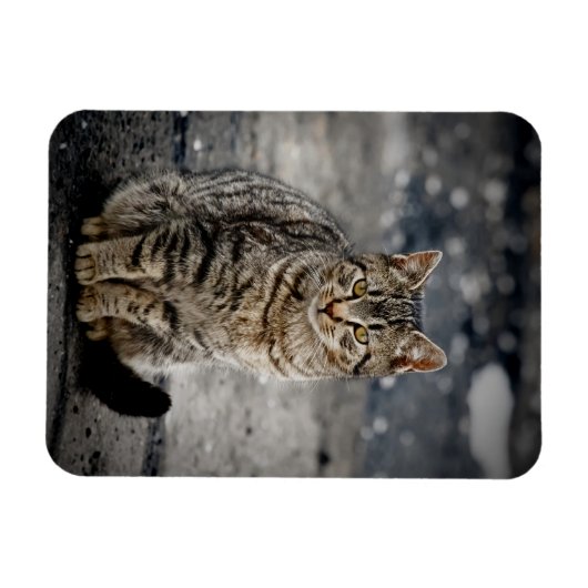 Portret van een kat magneet (Horizontaal)