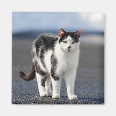 Portret van een kat magneet (Voorkant)