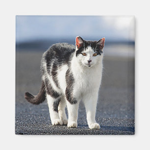 Portret van een kat magneet