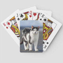 Portret van een kat pokerkaarten