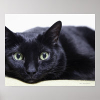 Portret van een kat