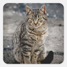 Portret van een kat vierkante sticker
