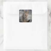 Portret van een kat vierkante sticker (Tas)