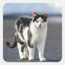 Portret van een kat vierkante sticker