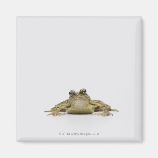 Portret van een kikker in een witte studio magneet (Voorkant)