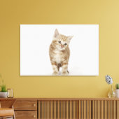 Portret van een kitten canvas afdruk (Insitu (Woonkamer))