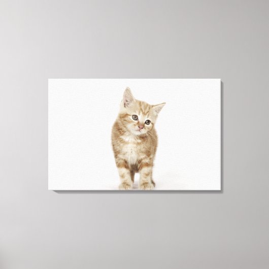 Portret van een kitten canvas afdruk (Voorkant)