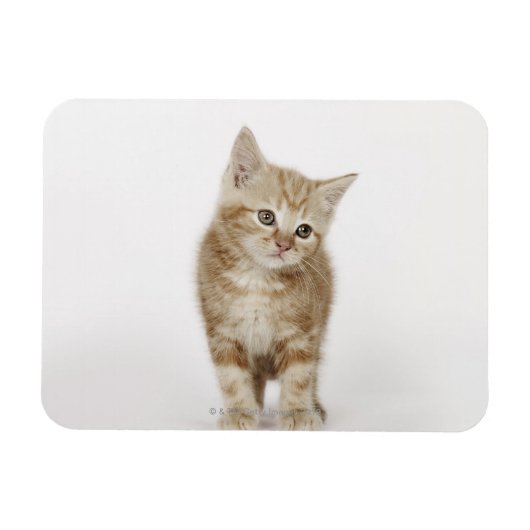 Portret van een kitten magneet (Horizontaal)