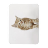 Portret van een kitten magneet (Verticaal)