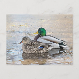 Portret van een mannelijke en vrouw-mallard briefkaart
