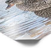 Portret van een mannelijke en vrouw-mallard foto afdruk (Hoek)