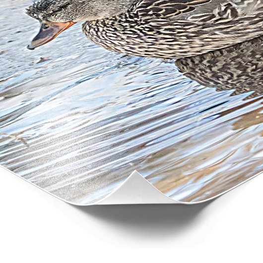 Portret van een mannelijke en vrouw-mallard foto afdruk (Hoek)