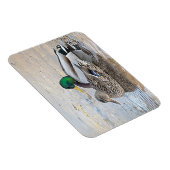 Portret van een mannelijke en vrouw-mallard magneet (Rechterzijde)
