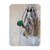 Portret van een mannelijke en vrouw-mallard magneet (Verticaal)