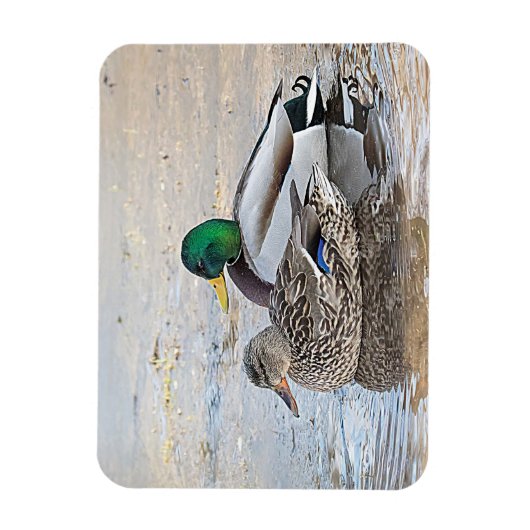 Portret van een mannelijke en vrouw-mallard magneet (Verticaal)