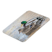 Portret van een mannelijke en vrouw-mallard magneet (Linkerzijde)