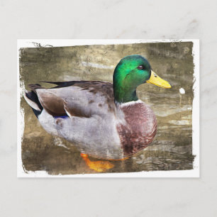 Portret van een mannelijke mallard briefkaart