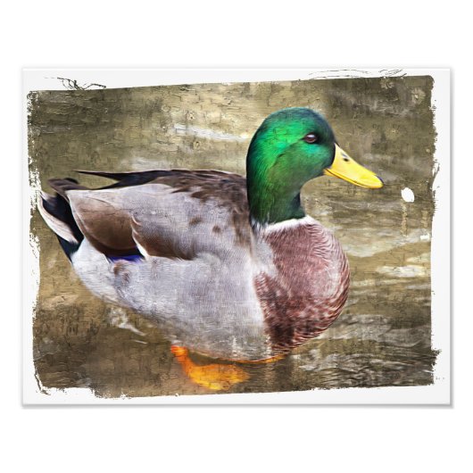 Portret van een mannelijke mallard foto afdruk (Voorkant)