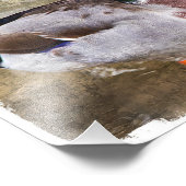 Portret van een mannelijke mallard foto afdruk (Hoek)