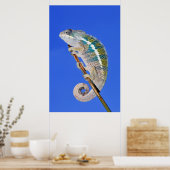 portret van een mannetjeskameleon poster (Keuken)