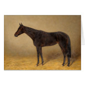  portret van een mooi paard, (Voorkant Horizontaal)