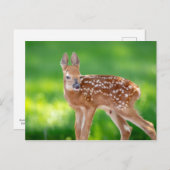 Portret van een Newborn Fawn (witstaarhert) Briefkaart (Voorkant / Achterkant)