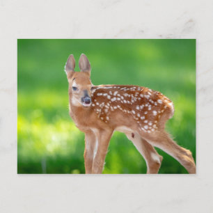 Portret van een Newborn Fawn (witstaarhert) Briefkaart